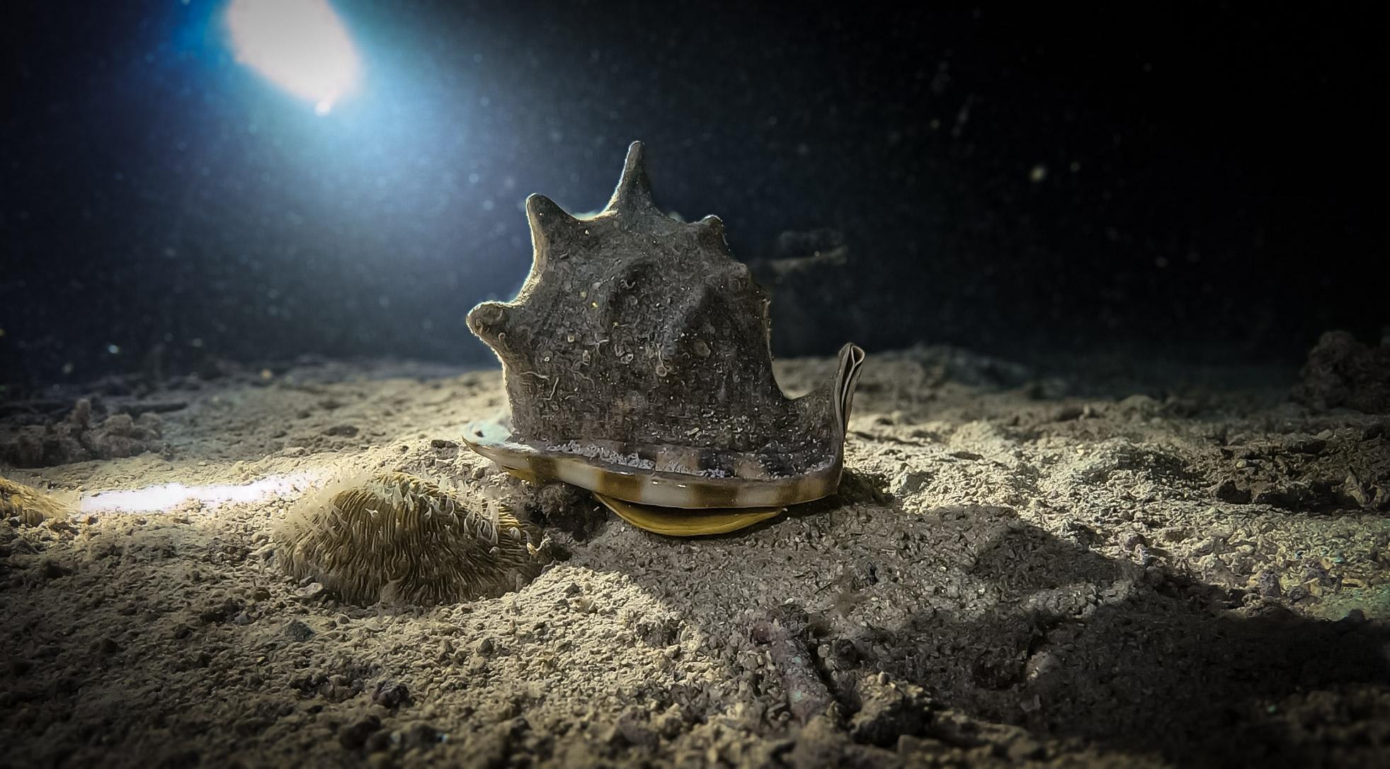 Underwater footage before and after colour grading — after colour grading