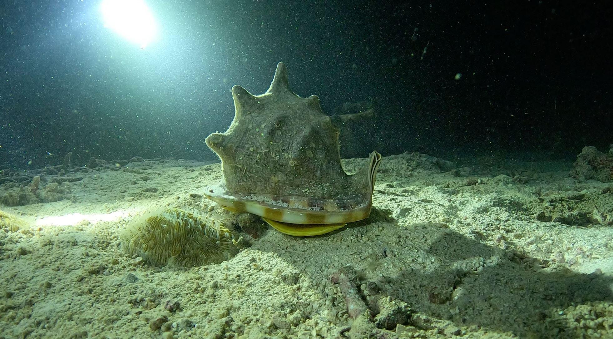 Underwater footage before and after colour grading — before colour grading