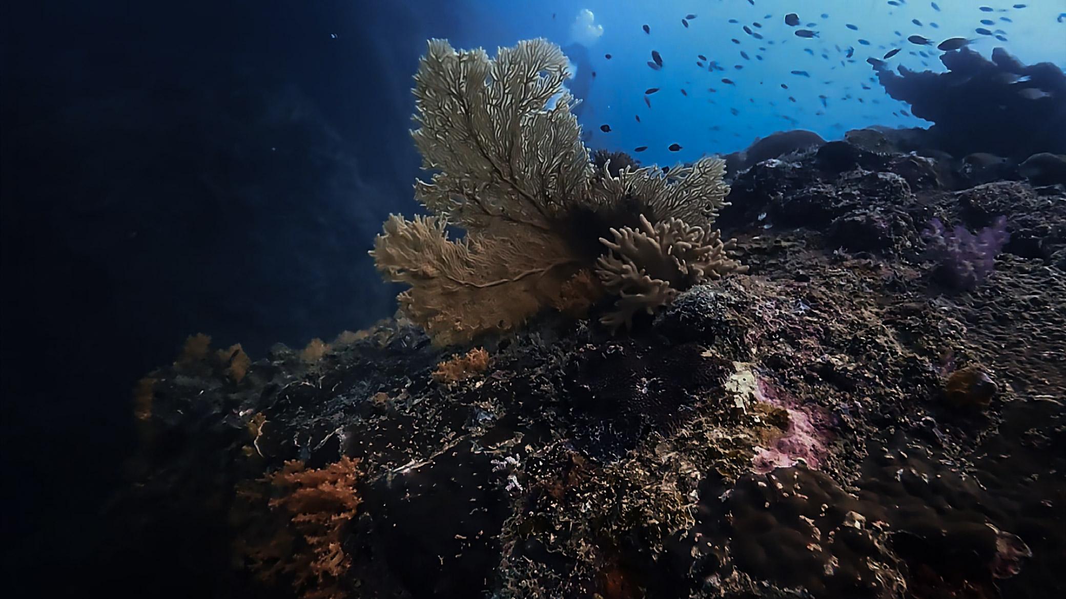 Underwater footage before and after colour grading — after colour grading
