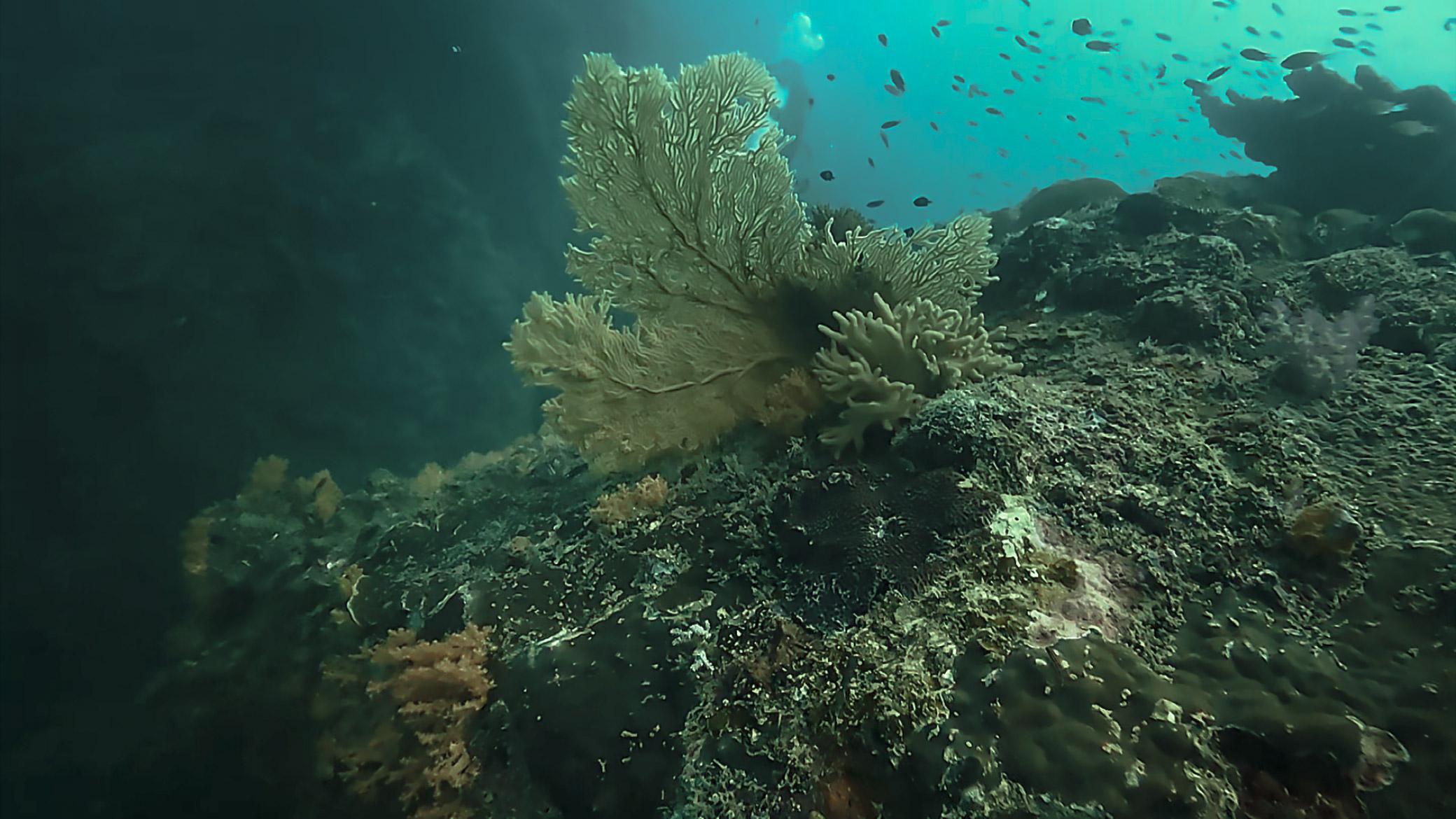 Underwater footage before and after colour grading — before colour grading