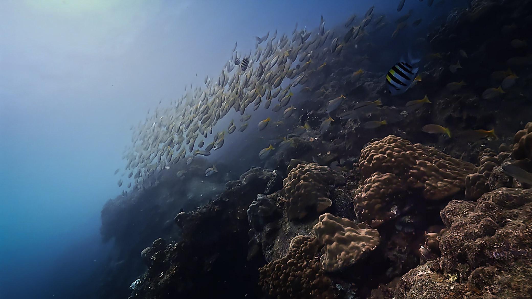 Underwater footage before and after colour grading — after colour grading