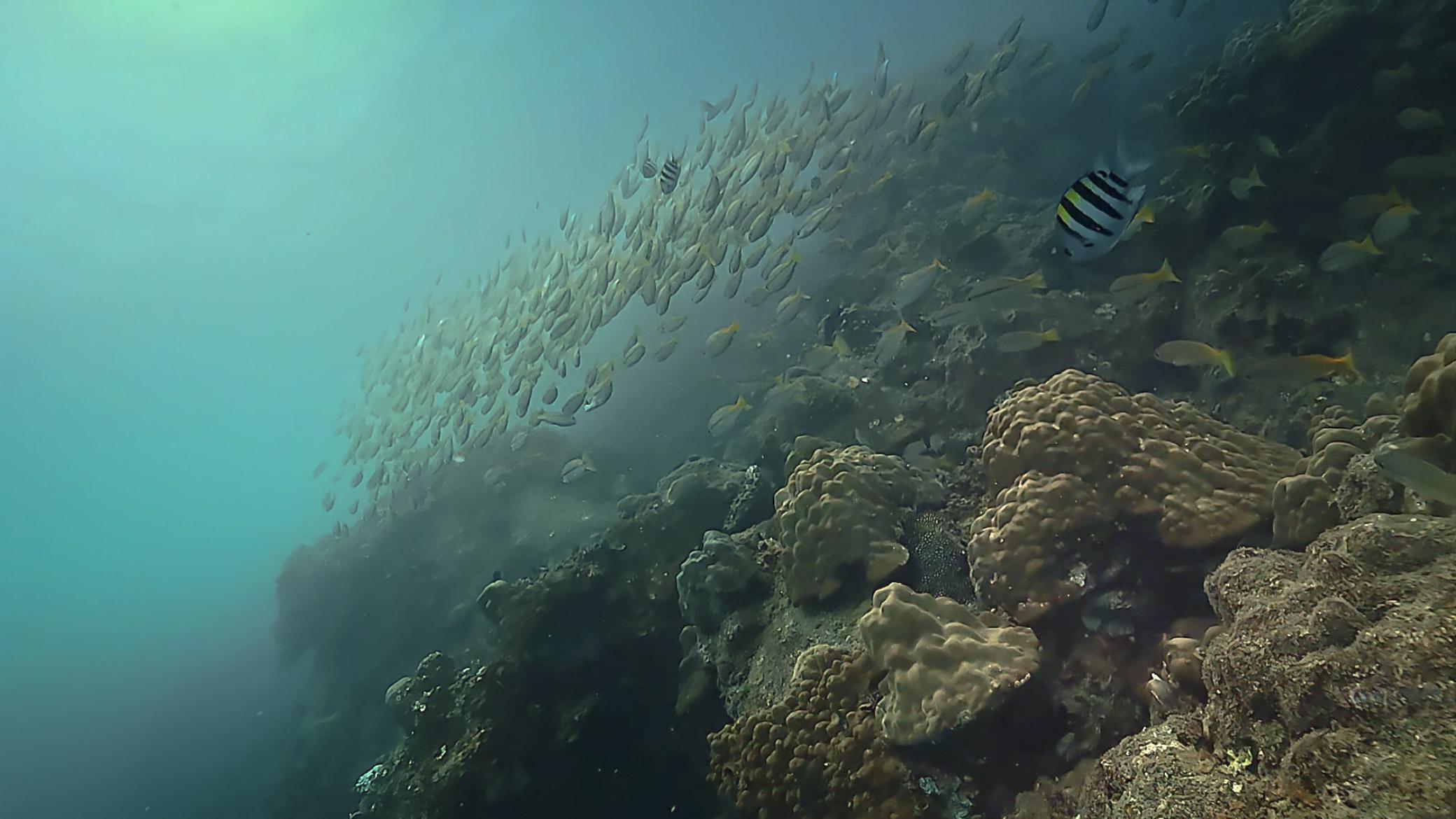 Underwater footage before and after colour grading — before colour grading